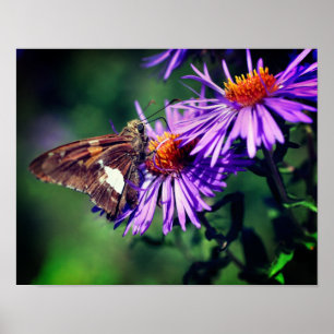 Póster Mariposa Señora Pintada En Flor De Aster Salvaje