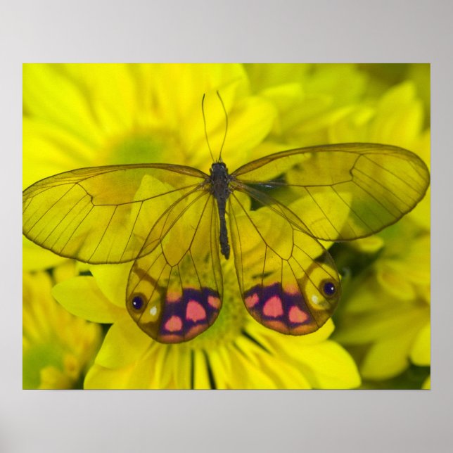 Póster Mariposa sobre amarillo (Frente)