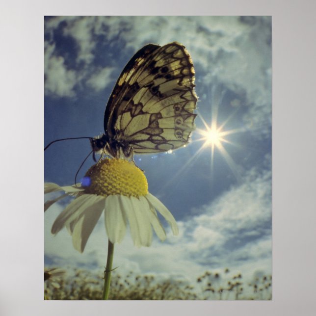 Póster Mariposa sobre la flor chamomile con el sol, (Frente)