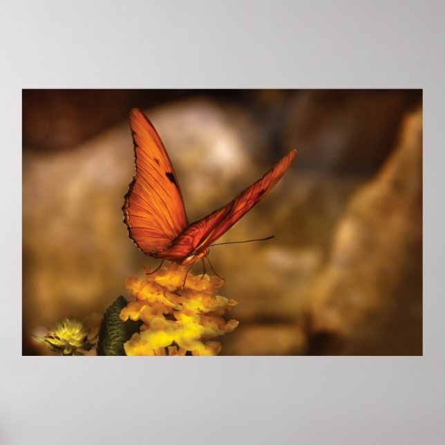 Póster Mariposa - Solo un poco de naranja (Frente)