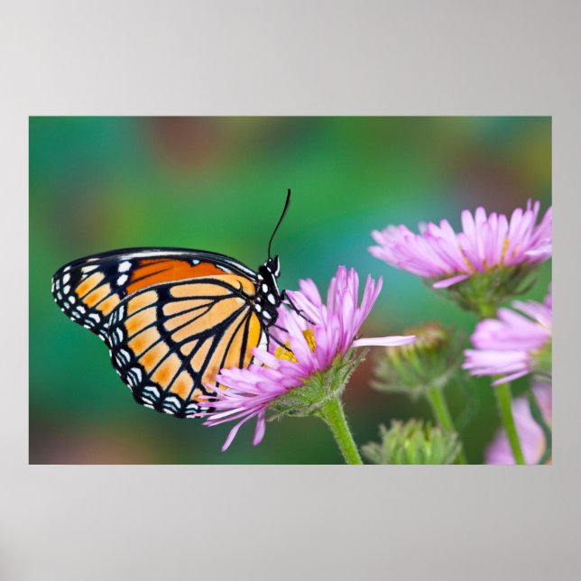 Póster Mariposa Swallowtail de Norteamérica (Frente)