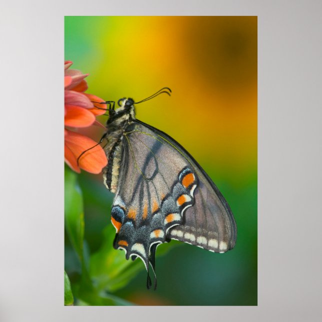 Póster Mariposa Swallowtail del Tigre del Este (Frente)