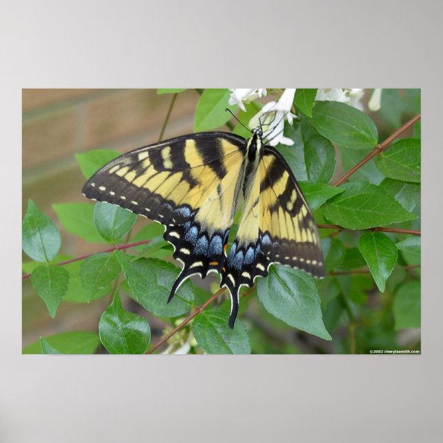 Póster Mariposa Swallowtail del Tigre del Este (Frente)