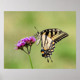 Póster Mariposa Swallowtail del Tigre del Este