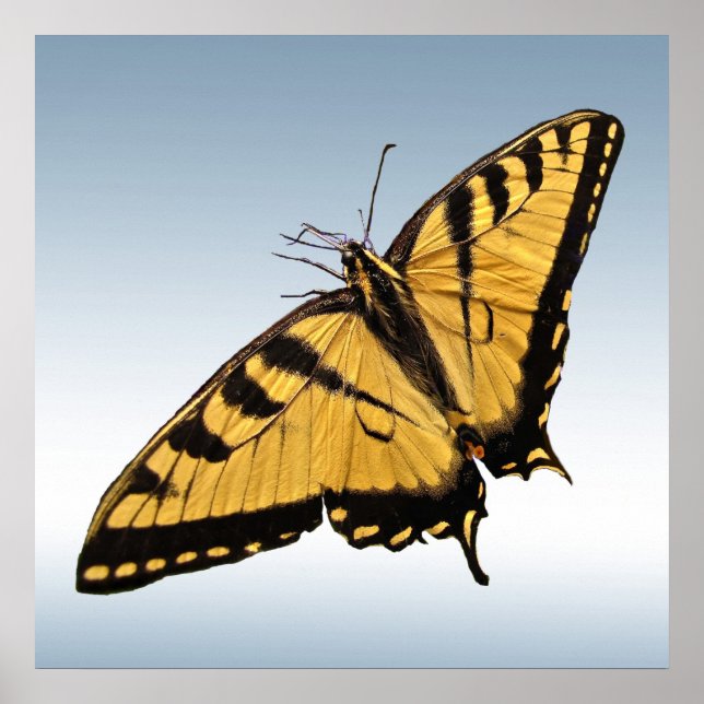 Póster Mariposa Swallowtail del Tigre del Este (Frente)