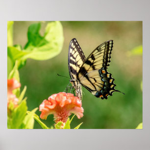 Póster Mariposa Swallowtail del Tigre del Este