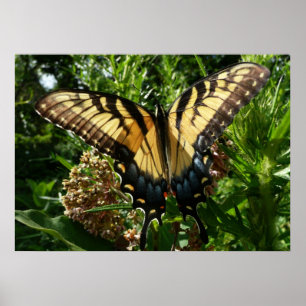 Póster Mariposa Swallowtail III Foto Hermosa y Colorida
