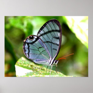 Póster Mariposa transparente azul, Costa Rica