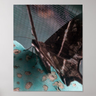 Póster Mariposa tropical de la cola de golondrina