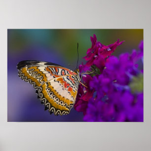 Póster Mariposa tropical en flores púrpuras