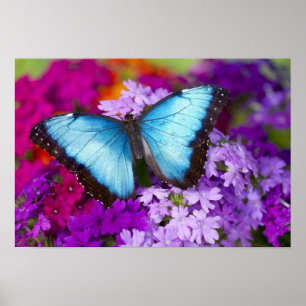 Póster Mariposa Tropical Sammamish Washington