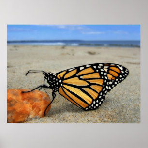 Póster Mariposa varada por TDGallery