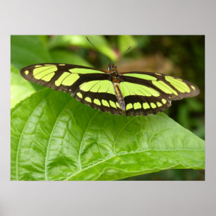 Póster mariposa verde