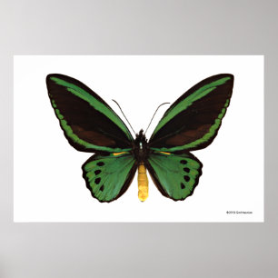 Póster Mariposa verde de Birdwing