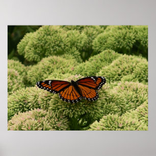 Póster Mariposa Viceroy Hermosa Fotografía de la Naturale