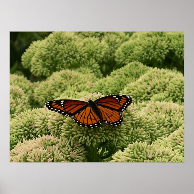 Póster Mariposa Viceroy Hermosa Fotografía de la Naturale (Frente)
