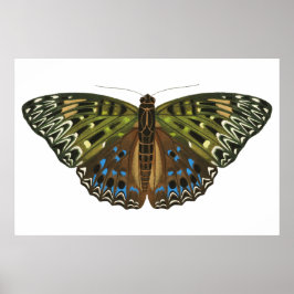 Póster Mariposa vintage Art Nouveau