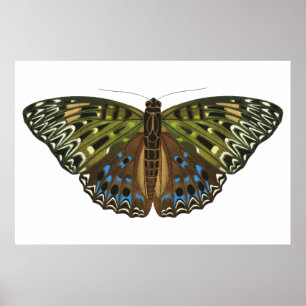 Póster Mariposa vintage Art Nouveau