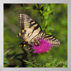 Póster Mariposa y abeja de Swallowtail en una flor