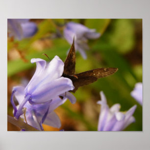 Póster Mariposa y Bluebells