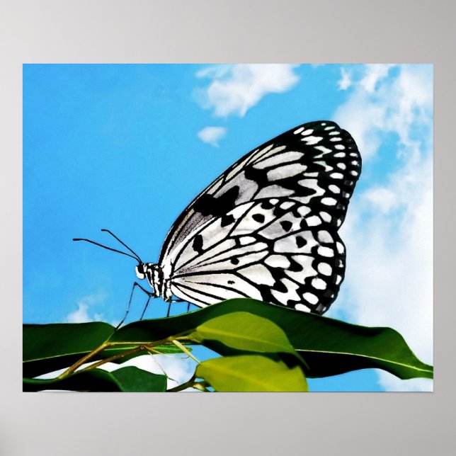 Póster Mariposa y cielo (Frente)