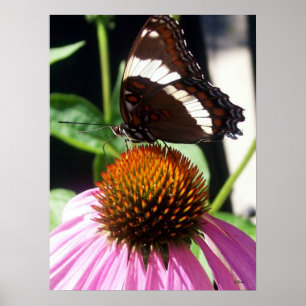 Póster Mariposa y Echinecea 92