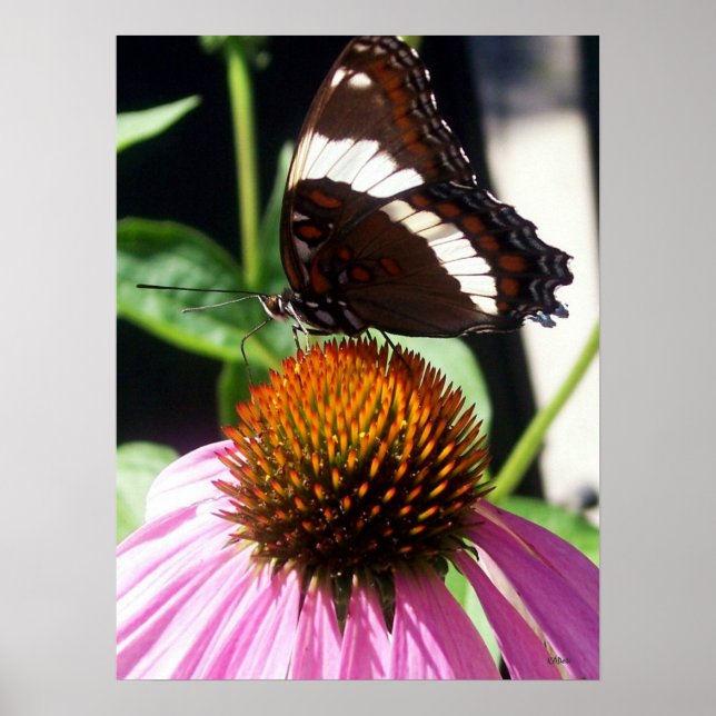 Póster Mariposa y Echinecea 92 (Frente)