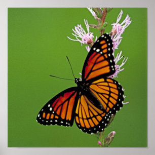 Póster Mariposa y flor de monarca en fondo verde