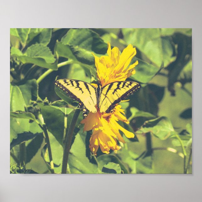 Póster Mariposa y flores amarillas (Frente)