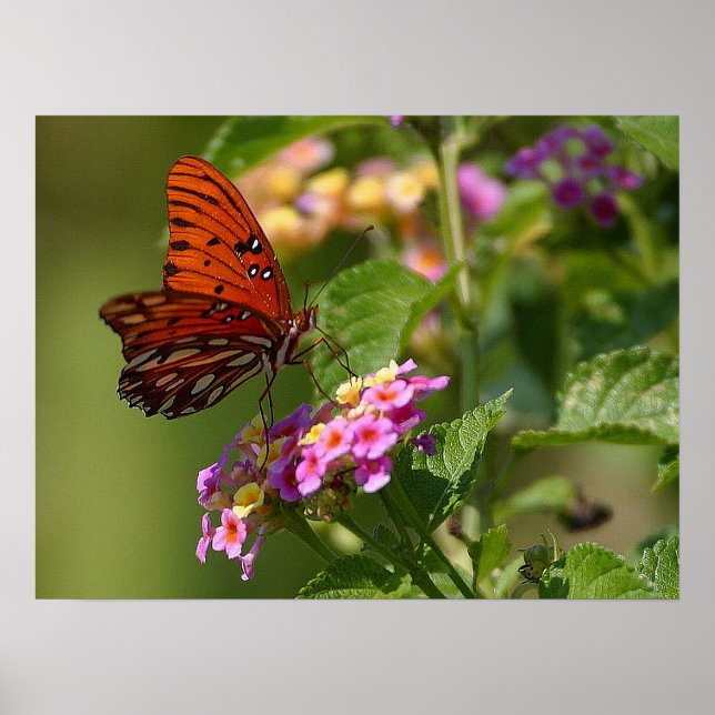 Póster Mariposa y Lantana (Frente)