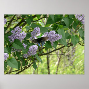 Póster Mariposa y lila Bush de Swallowtail