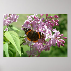 Póster Mariposa y lilas