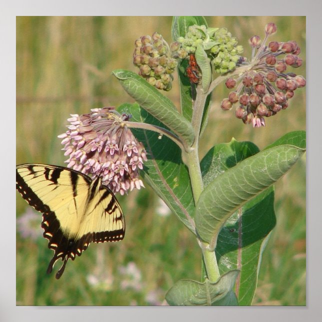 Póster Mariposa y Milkweed (Frente)