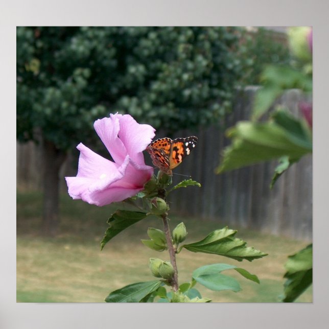 Póster Mariposa y Rosa de Sharon (Frente)