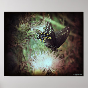 Póster mariposa y silbato