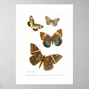 Póster Mariposas
