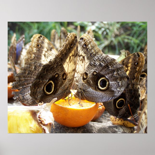 PÓSTER MARIPOSAS (Frente)