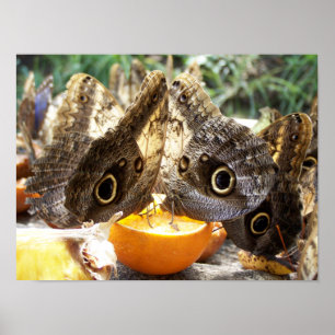 PÓSTER MARIPOSAS