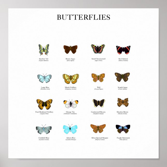 Póster Mariposas (Frente)
