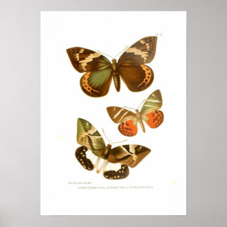 Póster Mariposas