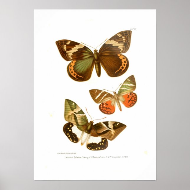 Póster Mariposas (Frente)