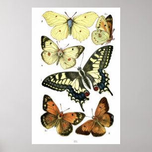 Póster Mariposas