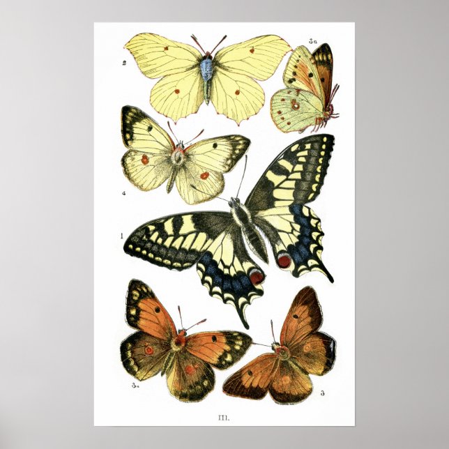 Póster Mariposas (Frente)
