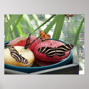 Póster mariposas