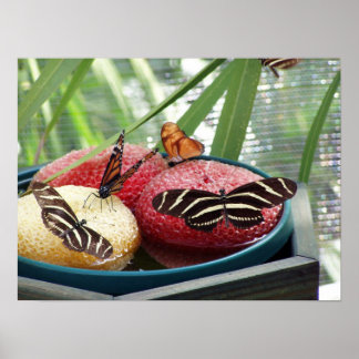 Póster mariposas