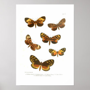 Póster Mariposas