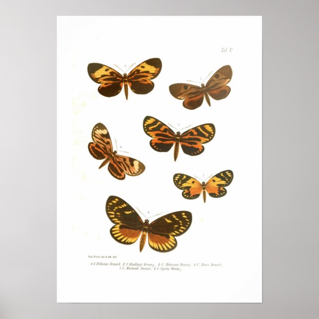 Póster Mariposas (Frente)