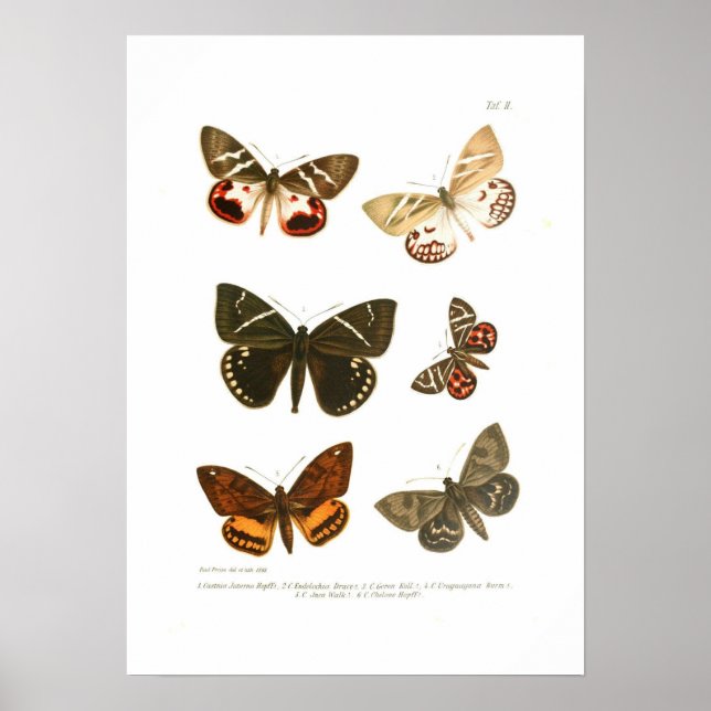 Póster Mariposas (Frente)