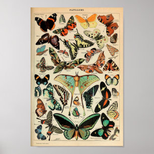Póster - Mariposas Adolphe Millot Papillons