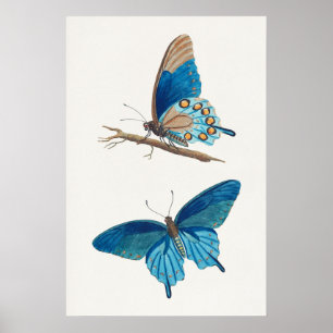Póster Mariposas azules
